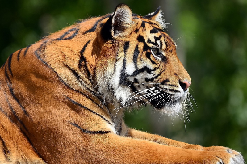undomesticated cat, Face, feline, animals in the wild, Profile, carnivora, animal themes, Tiger, focus on foreground, cat, animal, close-up, Predator, outdoors