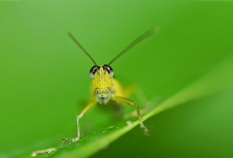 plant part, plants, animal antenna, selective focus, zoology, leaf, one animal, animals, arthropod, animal eye, animal, green color, animal leg, animal themes
