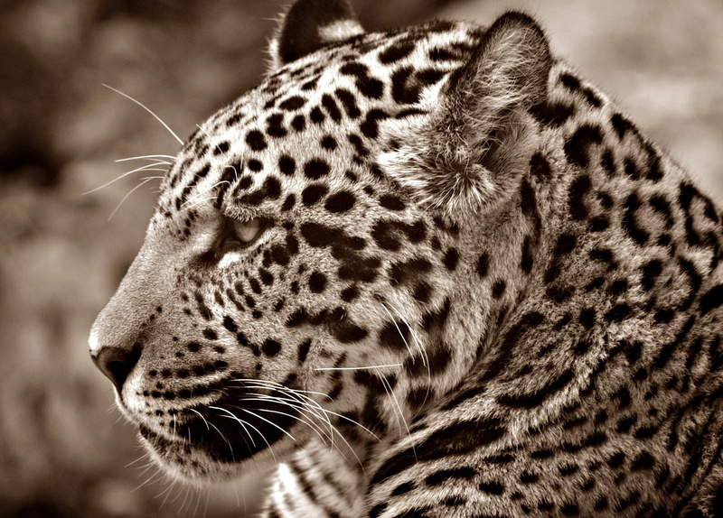 sepia, looking, animal body part, animal, no people, outdoors, animal head, one animal, safari, animal themes, predator, feline, animal wildlife, cheetah