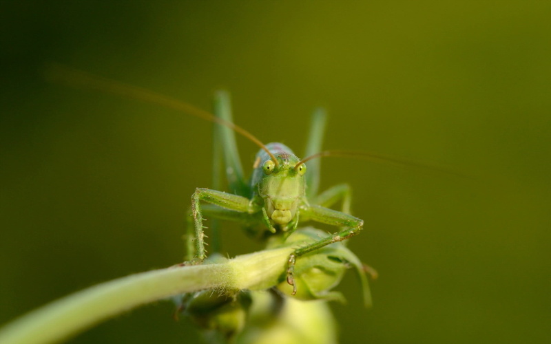 1080P, green color, animal, nature, leaf, zoology, animal body part, insect, no people, animal antenna, selective focus, animals in the wild, day, animal themes