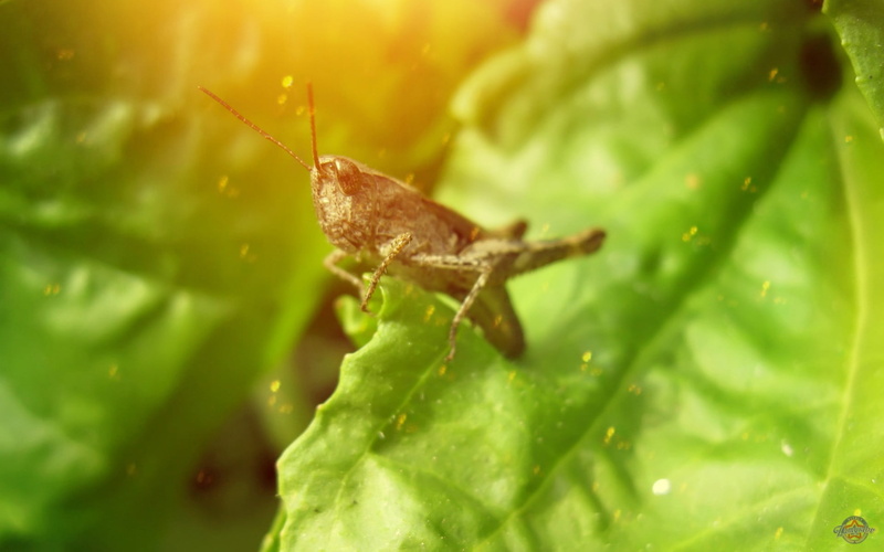 leaf, close-up, photography, nature, insect, animals in the wild, animals, invertebrate, day, animal themes, outdoors, grasshopper, animal antenna, plant
