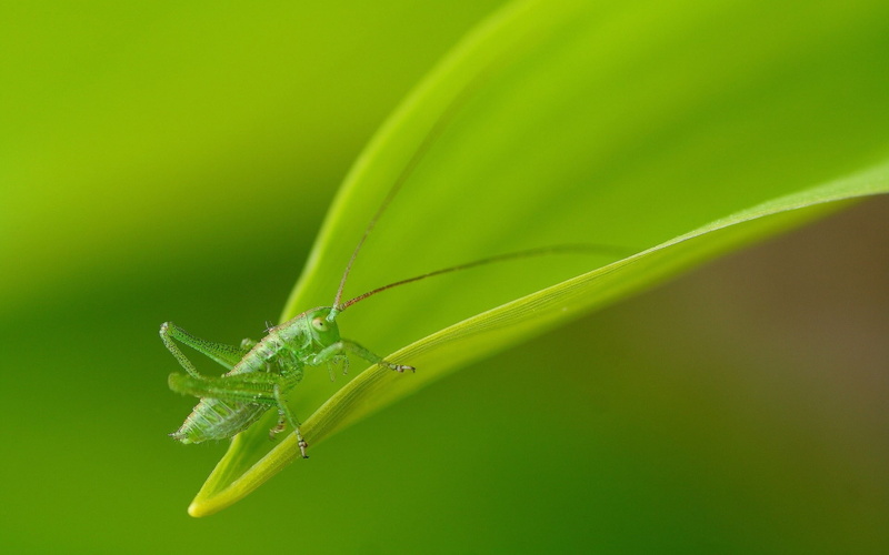 1080P, grasshopper, morning, nature, insects, green