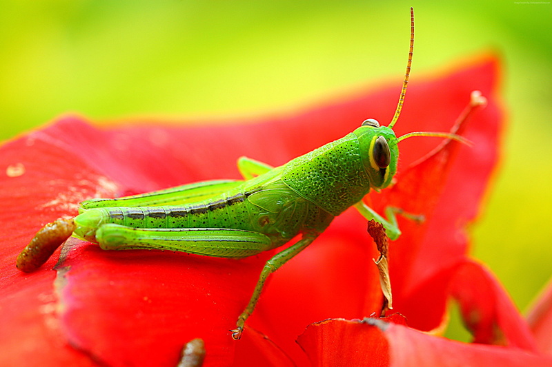 2K, grig, flower, green, grasshopper, red, insects