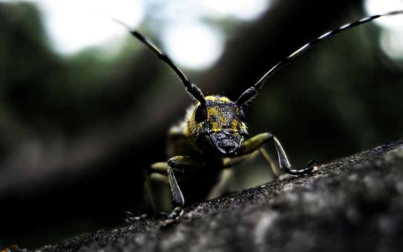 animal body part, selective focus, nature, animal head, 1080P, invertebrate, close-up, animal leg, outdoors, looking at viewer, dark, one animal, photography