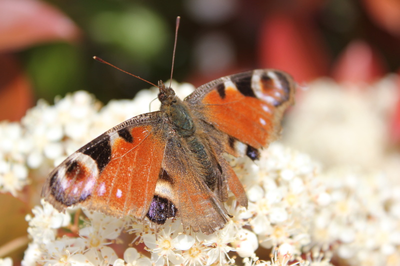 outdoors, focus on foreground, macro, Germany, close-up, flowers, day, animal body part, nature, invertebrate, butterfly, one animal, animals in the wild