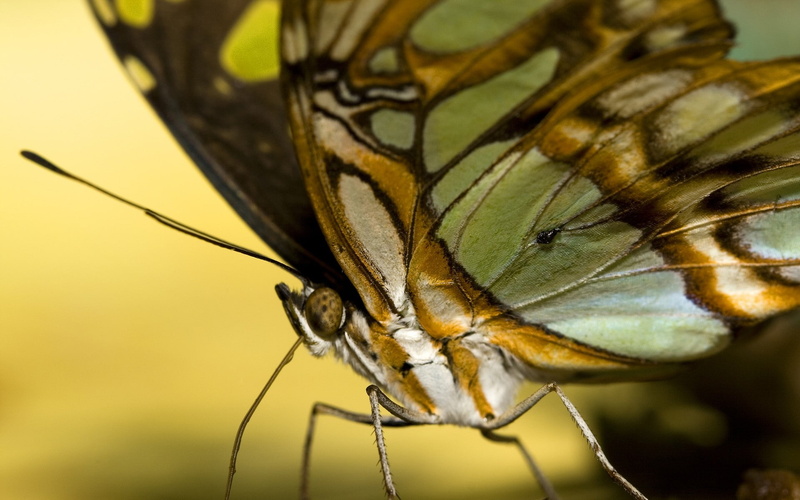 1080P, animal, animals, nature, insect, side view, macro, close-up, lepidoptera, day, animal wing, animal antenna, no people, animal body part, animals in the wild