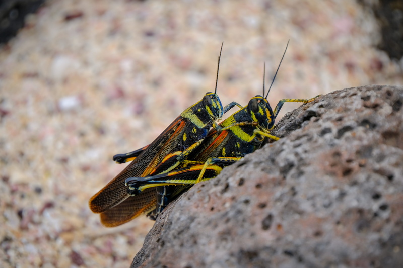 solid, day, focus on foreground, animal, accessory, no people, slate, 5K, animal themes, grasshopper, outdoors, animal wildlife, rock, animals in the wild