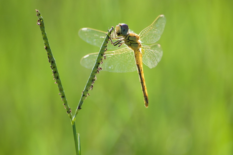 growth, one animal, 4K, animal, snail, anisoptera, dragonfly, cricket insect, close-up, animals in the wild, animal themes, focus on foreground, worm