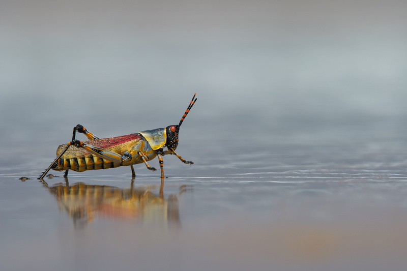 nature, waterfront, goggles, one animal, rubble, grasshopper, lake, anisoptera, elegant grasshopper, outdoors, day, water, wet, helicopter, no people, animal themes