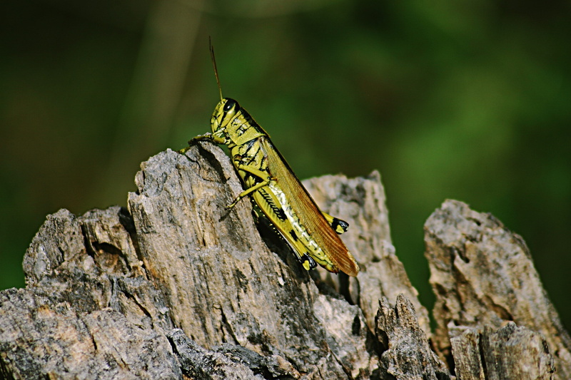 focus on foreground, invertebrate, brown, animal themes, rock, green color, pattern, nature, close-up, 2K, day, grasshopper, wing, flower, green, cricket insect