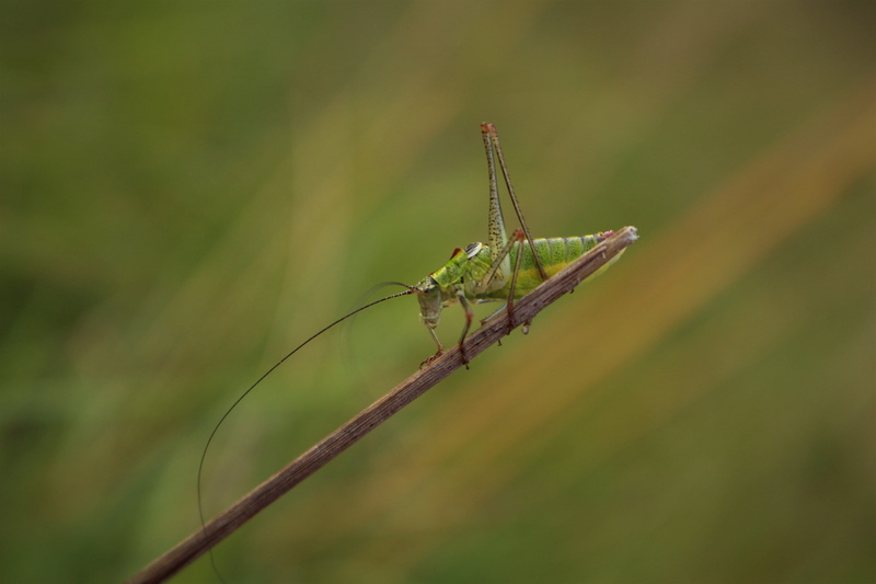 close-up, one animal, plant, animal themes, animal wing, animal, field, animal body part, nature, zoology, grasshopper, grasshoper, macro, meadow, sounds of nature