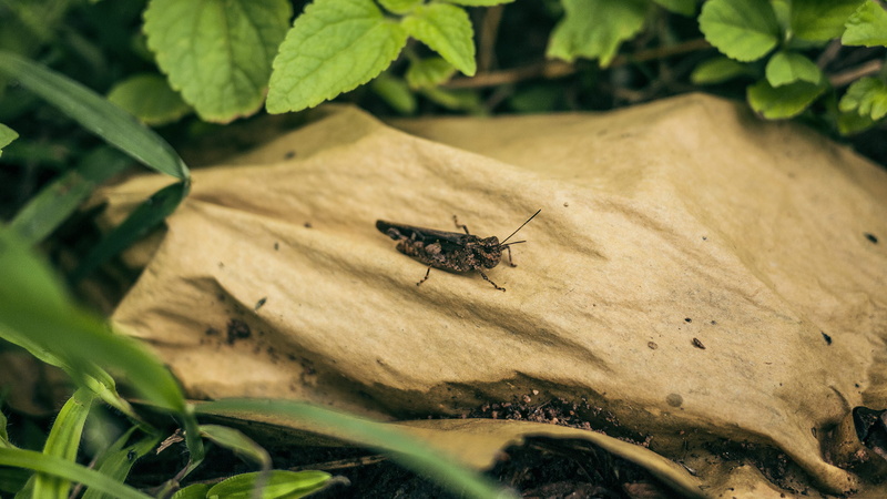 invertebrate, day, mosquito, insect, photography, photo, animal themes, military, military uniform, animal, outdoors, no people, leaf, grasshopper, high angle view