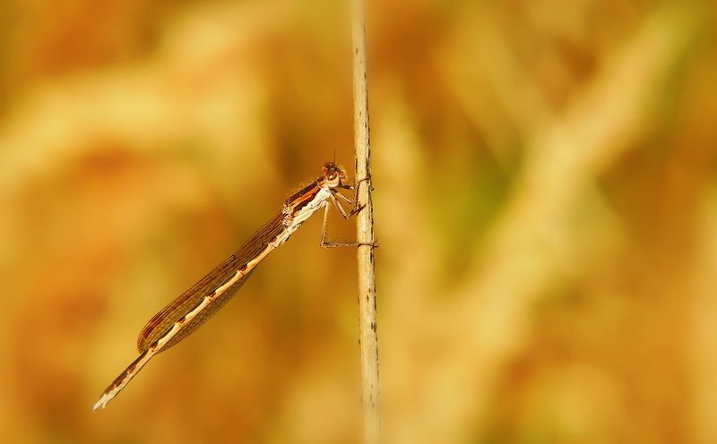 photo, stem, argiope, animal body part, termite, animal themes, plant, animal, damselfly, no people, asilidae, spider, 4K, mosquito, nature, dragonfly