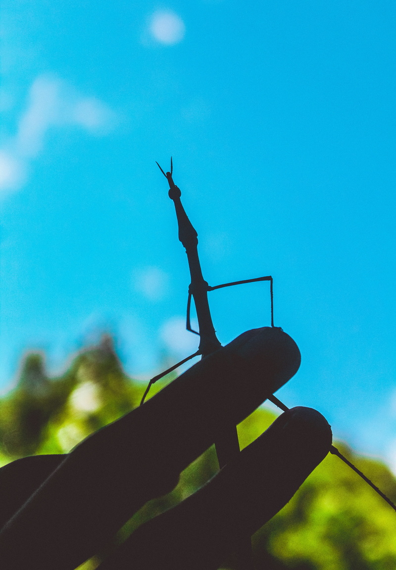 real people, insect, flare, mantis, one person, staircase, close-up, light, low angle view, nature, praying mantis, grasshopper, one animal, grasshoper
