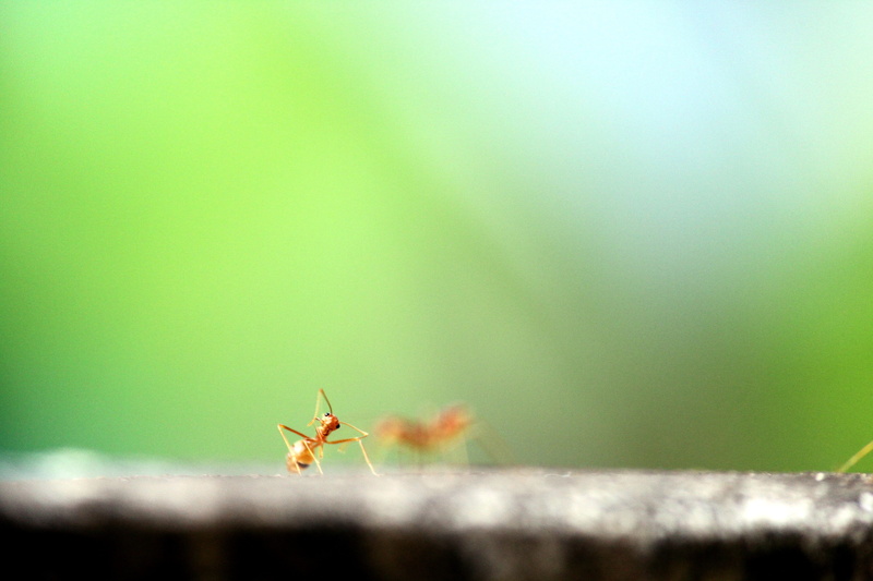 bird, selective focus, aloe, small, zoology, droplet, sprout, animal themes, 4K, insect, grasshopper, plant, photography, close-up, mosquito, invertebrate