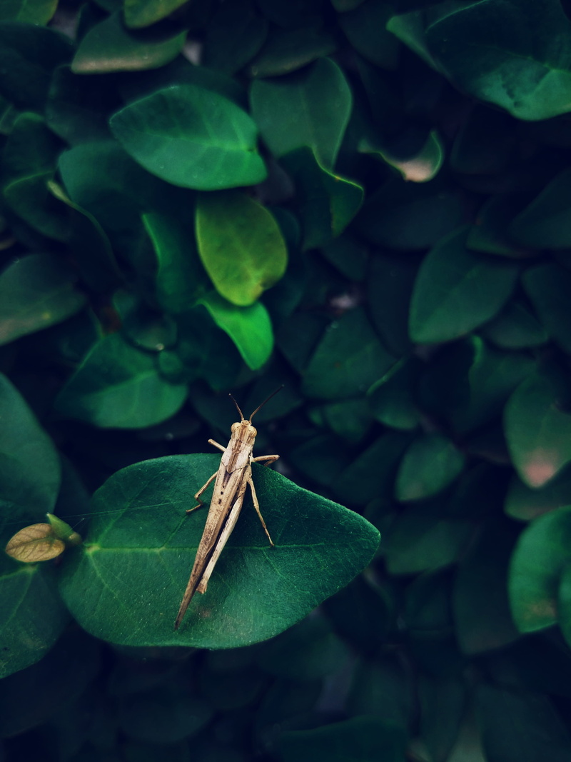 green color, vase, leaf, cricket insect, slate, jar, nature, insect, anisoptera, accra, dragonfly, plant, day, growth, grasshopper, animals in the wild