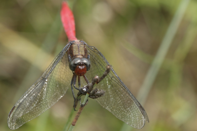 day, grasshopper, plant part, black widow, dragonfly, green color, focus on foreground, wood, hardwood, selective, 4K, animal wildlife, arachnid, focus