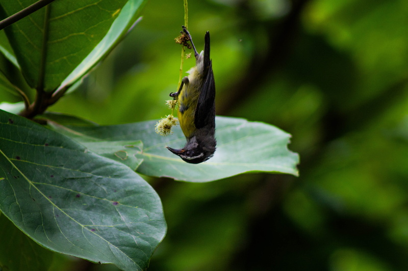photography, plant, cricket insect, wasp, focus, leaf, butterfly - insect, moth, plant part, no people, andrena, animal, day, 4K, selective focus, beauty in nature