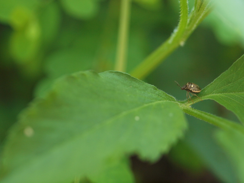 nature, close-up, garden spider, day, beauty in nature, animal themes, grasshopper, insect, animals in the wild, green color, growth, arthropod, machine