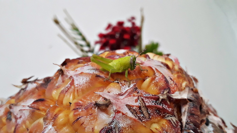 wellbeing, plant part, plate, 2K, plant, close-up, grasshoper, japanese food, grasshopper, indoors, focus on foreground, healthy eating, nature, invertebrate