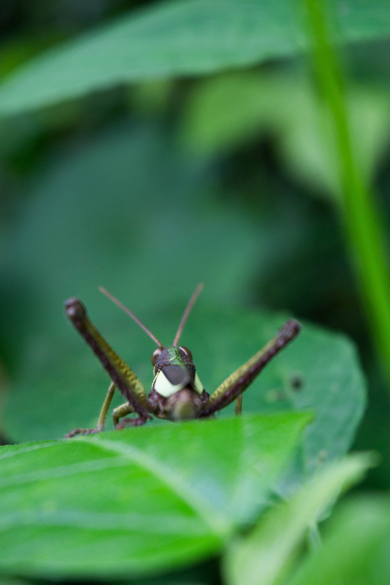 animal, 4K, grasshoper, animal antenna, animal themes, green color, close-up, spider, outdoors, animals in the wild, bee, arachnid, no people, animal body part