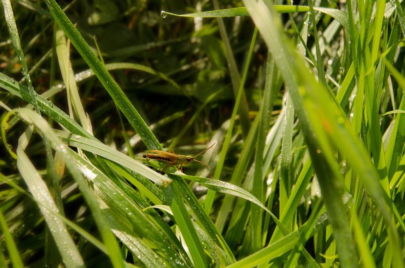 one animal, daisy, grass, blossom, invertebrate, dandelion, plant, plant part, 4K, green color, no people, insect, outdoors, growth, flea, close up, cricket insect