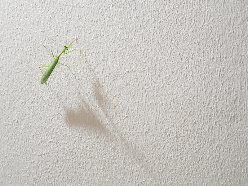 pattern, day, indoors, no people, insect, fly, nature, shadow, concrete, cape town, textile, textured, plant, aphid, plant part, invertebrate, white color