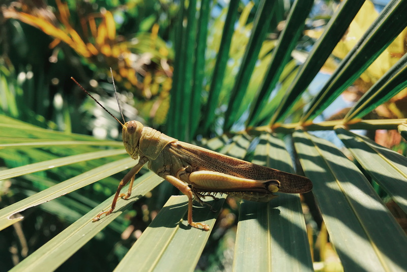 indonesia, grasshoper, sunlight, ocean, focus on foreground, one animal, green color, invertebrate, day, plant part, leaf, nature, animal themes