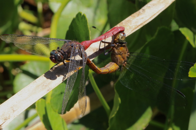 one animal, bee, plant, anisoptera, plant part, arachnid, animal wildlife, animal themes, leaf, invertebrate, reptile, focus on foreground, green color