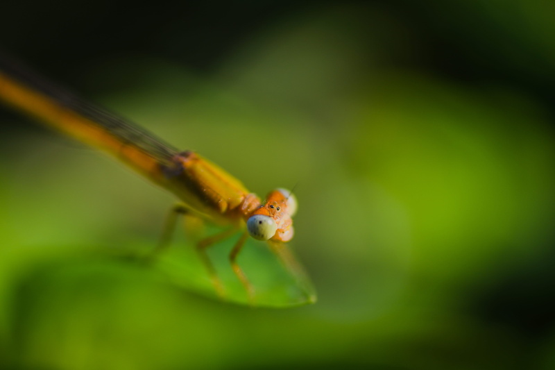 wasp, one animal, mantis, 5K, bee, invertebrate, photography, animal body part, eyes, green color, macro, green, animal head, hornet, closeup, brown, grasshoper