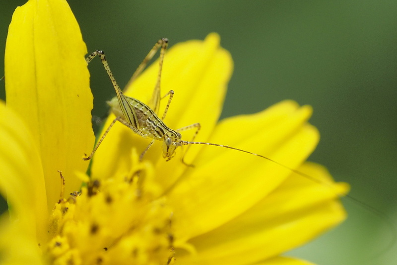 plant, indonesia, jakarta, animal wildlife, beauty in nature, growth, outdoors, fragility, cute, yellow, close-up, pollination, invertebrate, animal, animal themes