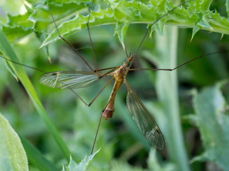 anisoptera, plant, dragonfly, planter, selective focus, growth, brown, day, asilidae, pottery, close-up, cricket insect, vase, leaf, insect, green color