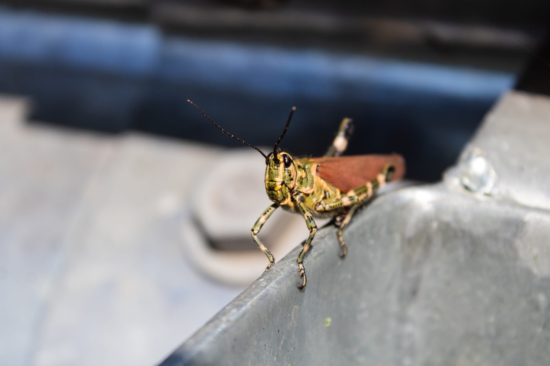 close-up, andrena, goggles, focus on foreground, termite, hornet, concrete, animal body part, yellow, day, grasshopper, insect, metal, bug, spider, accessory