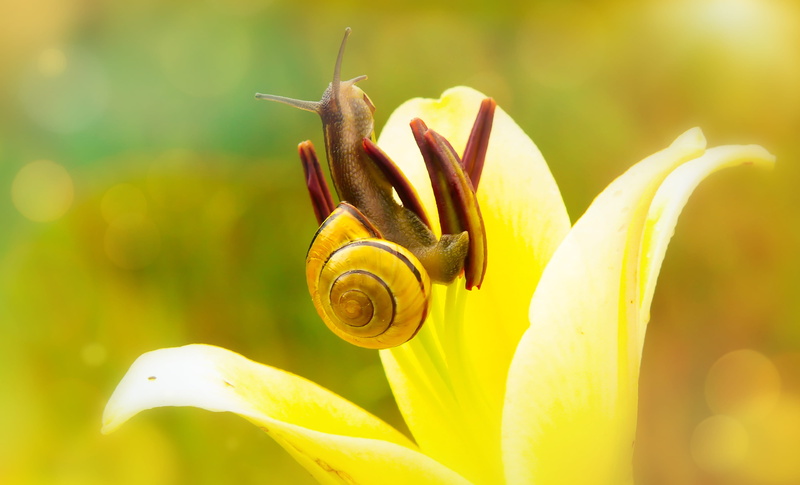 snail, honey bee, animal themes, plant, photo, aphid, fragility, petal, mollusk, no people, focus, 4K, flowering plant, freshness, vulnerability, gastropod