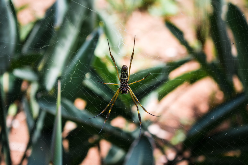 spider web, animal, arthropod, spider, arachnid, no people, plant, animal wildlife, cricket insect, yellow, leaf, close-up, butterfly, animal themes, green