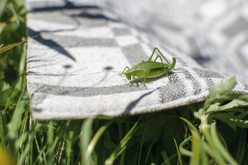 grass, animals in the wild, green color, small, snake, nature, shadow, plant, aphid, animal themes, grasshoper, rug, no people, close-up, green, animal