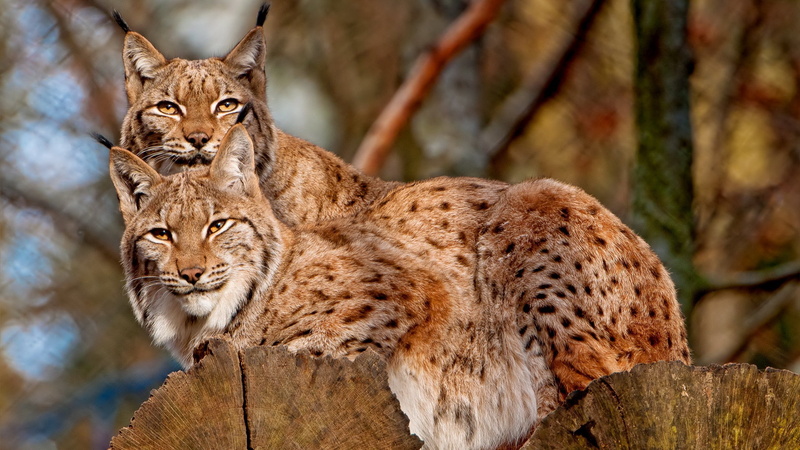 cheetah, tree trunk, day, tree, feline, nature, vertebrate, focus on foreground, carnivora, outdoors, 2K, animal themes, big cat, animal wildlife, relaxation