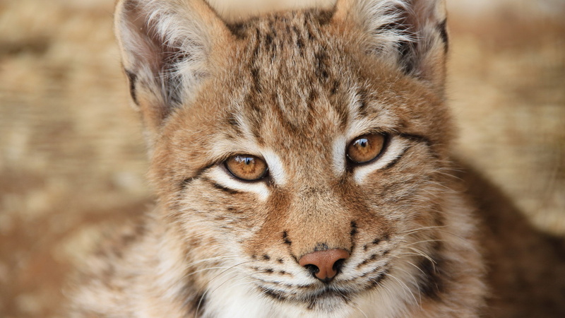 yellow eyes, feline, no people, close-up, mammal, cat, whisker, one animal, big cat, eurasian lynx face picture, animal eye, focus on foreground, animals in the wild