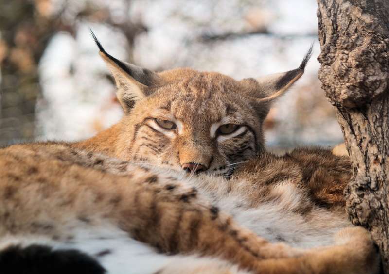 cat, the eurasian lynx, selective focus, rest, nature, zoo, animal body part, animals in the wild, lying, winter, feline, beast, looking at camera, no people