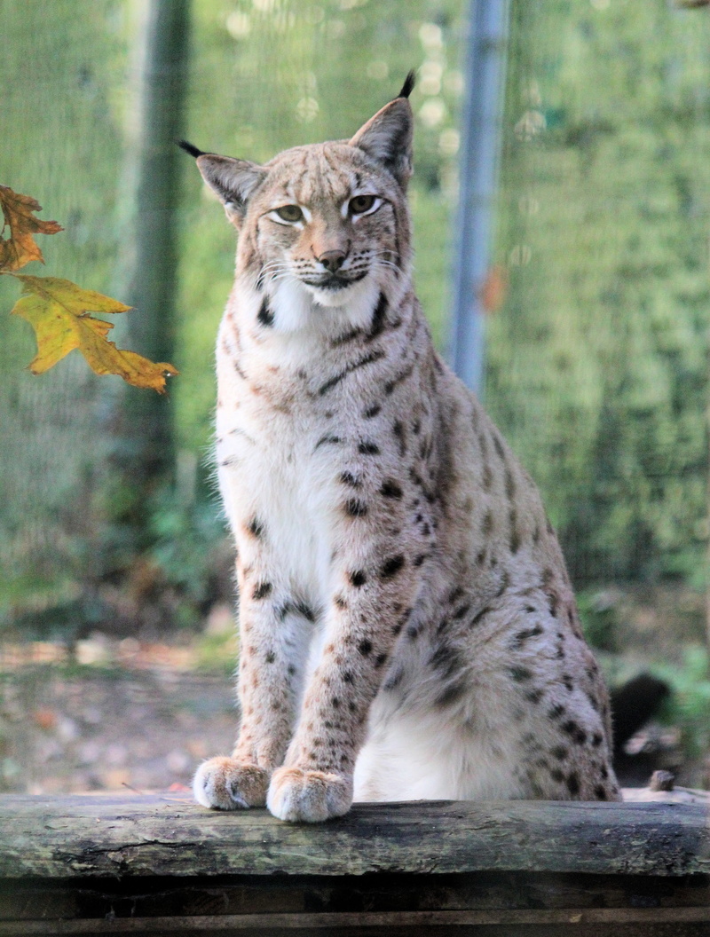 feature, feline, portrait, animal wildlife, pets, no people, domestic animals, mammal, animals in the wild, curious, nature, focus on foreground, the eurasian lynx