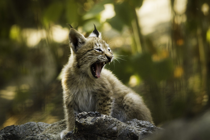 grass, wildcat - Animal, eurasian, kitten, animals In The Wild, wildlife, wilderness Area, animal Eye, looking, 2K, beauty In Nature, animals Hunting
