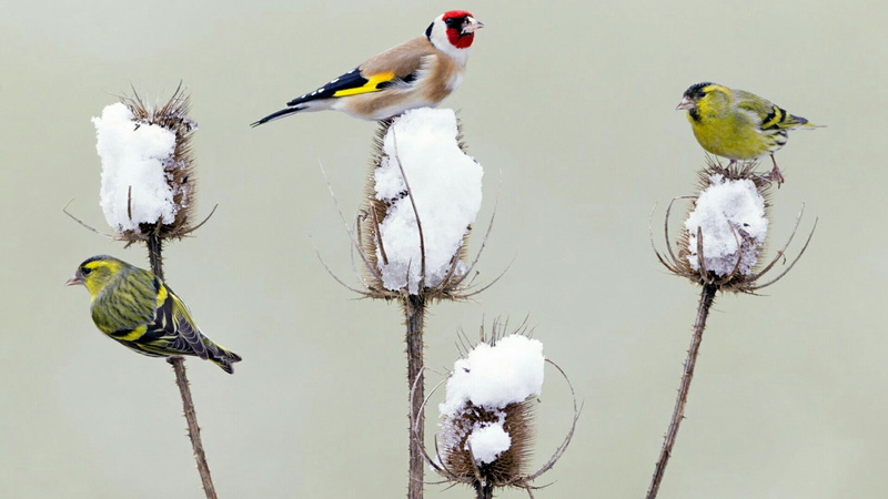 plant, group of animals, day, no people, vertebrate, wildlife, eat, animal family, 1080P, fauna, outdoors, animal wildlife, goldfinch, finch, animals in the wild