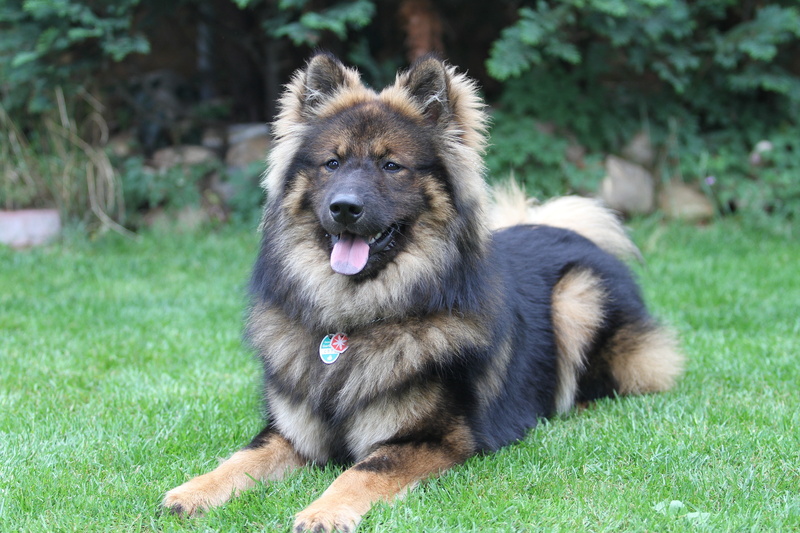 panting, animals in the wild, day, domestic Animals, nature, sheepdog, puppy, no People, sitting, park - Man Made Space, pets, vertebrate, close-up, shepherd
