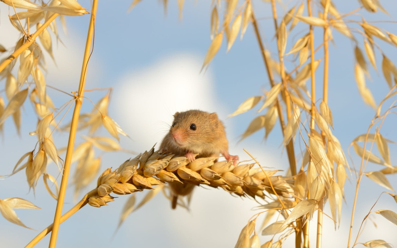 ears of corn, pets, 1080P, one Animal, vertebrate, sitting, close-up, mammal, yellow, green Color, branch, nature, eurasian harvest mouse, mouse, rodent