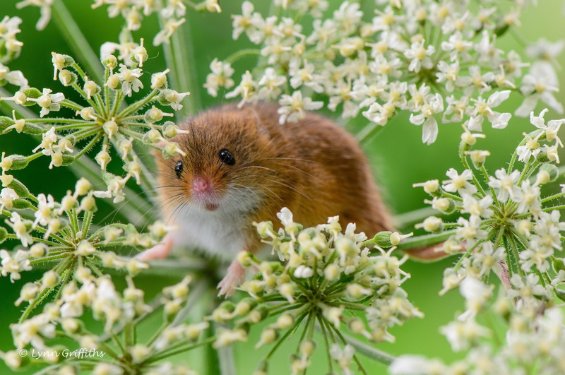 beauty in nature, fragility, flower, fluffy, cute, squirrel, springtime, young Animal, domestic Animals, freshness, eurasian harvest mouse, selective focus