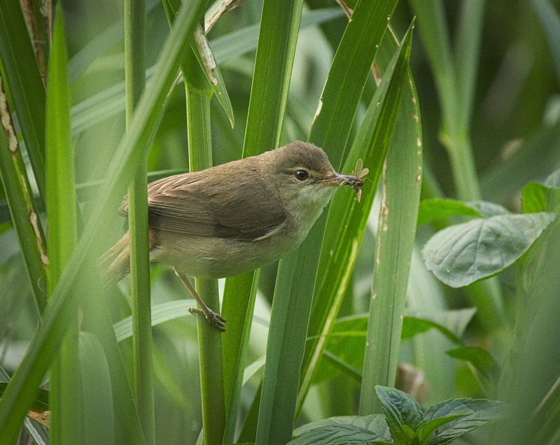 720P, bird, wildlife, Eastern Phoebe, Eurasian reed warbler, nature, animal, eastern, warbler, closeup, Acrocephalus scirpaceus, photo, reed, beak, phoebe