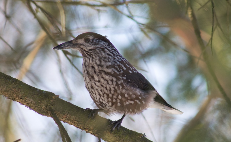 plant, focus on foreground, animal, low angle view, 4K, beauty in nature, bird, Southern, profile view, Finland, nature, branch, close-up, animal wildlife