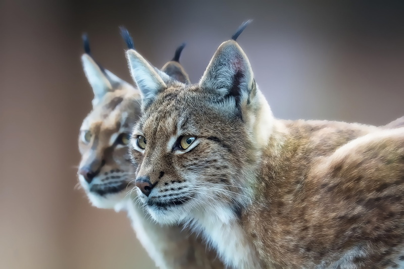 lynx, 1080P, eurasian
