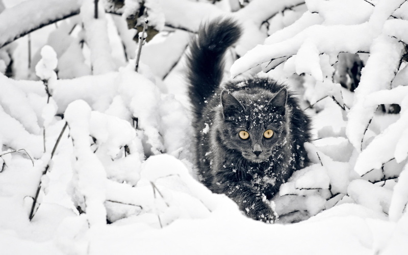 2K, snow, black cats, animals, yellow eyes, cat