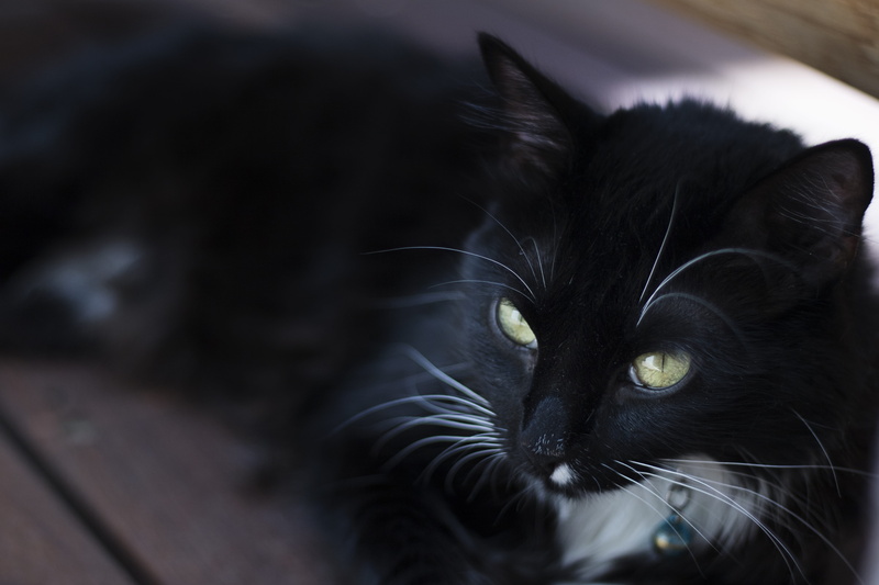 animal eye, wooden, funny, Cat, indoors, feline, animal themes, focus on foreground, young, domestic cat, close-up, one animal, white, looking, Pet, green